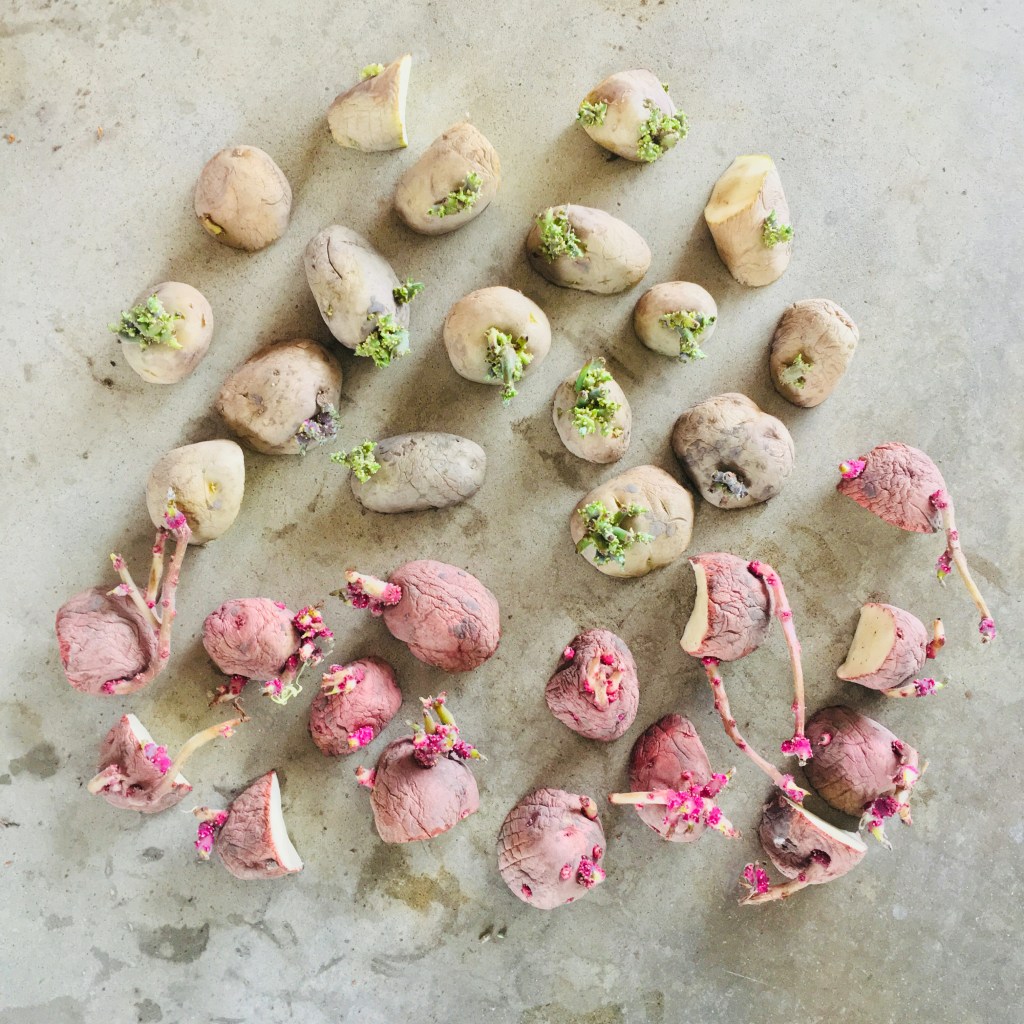 Container Gardening How-To: Potatoes and Green&nbsp;Beans