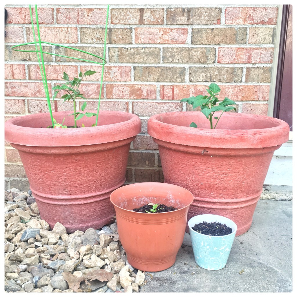 My Bee & Butterfly Garden Weekend + New Tomato&nbsp;Plants