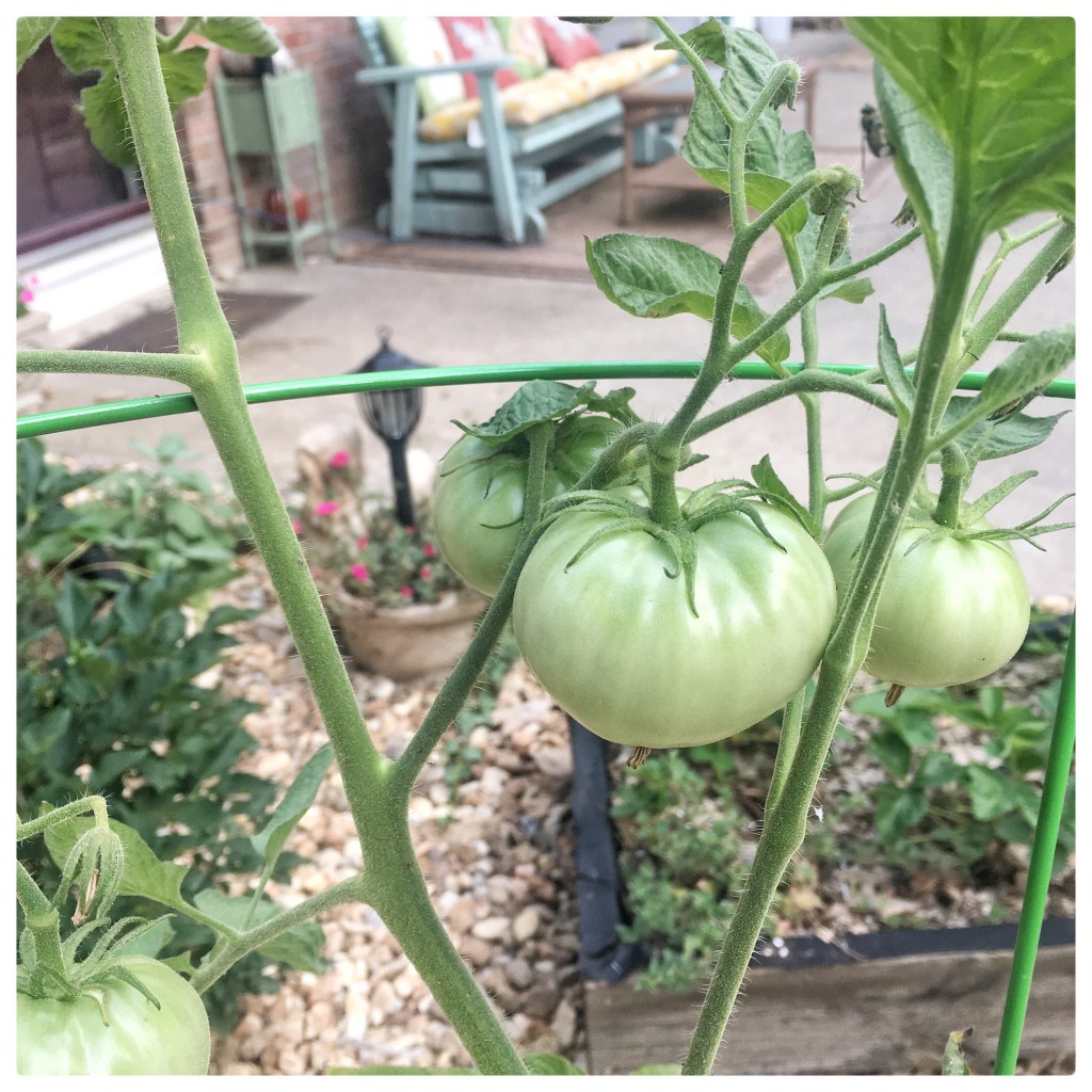 Container Gardening in the Blazing Heat & Outsmarting the&nbsp;Squirrels