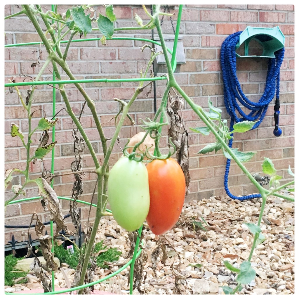 September Tomatoes and the End of 2018&nbsp;Gardening