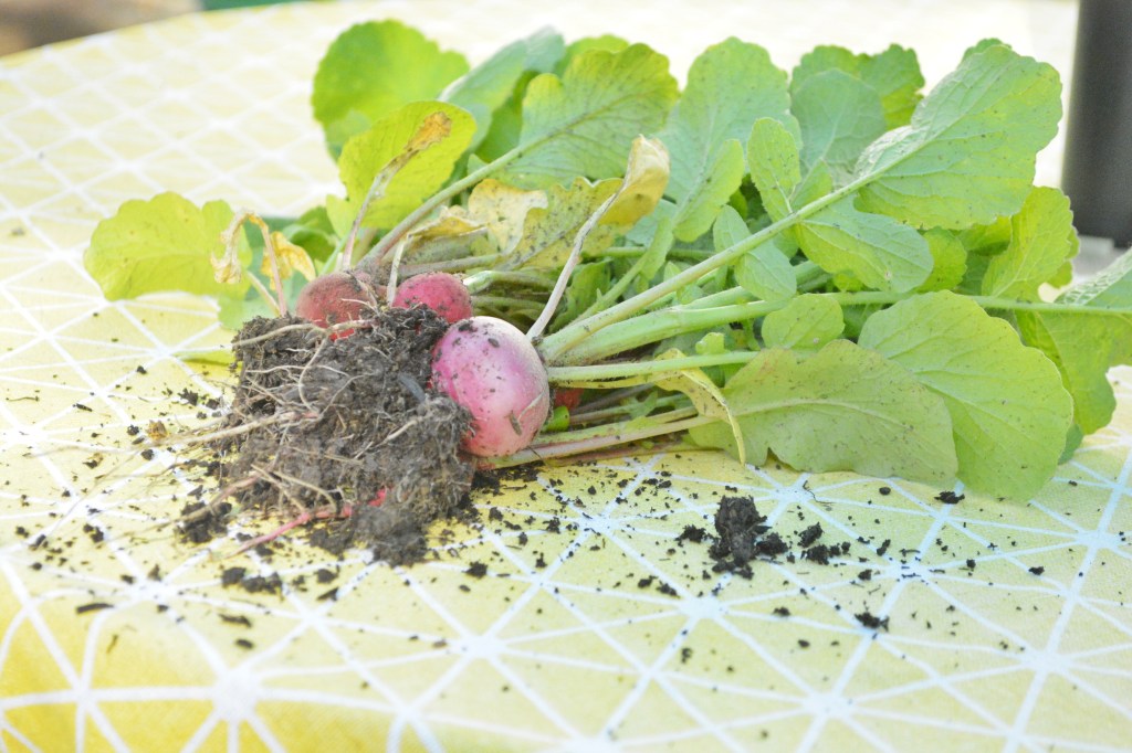 The Garden is In and I Have Photos to&nbsp;Share!