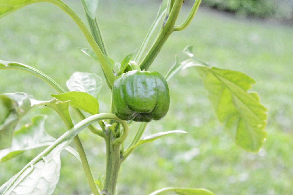 I Give Up! This Part of the Garden Just isn’t Going to&nbsp;Work